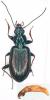 Bembidion sp.